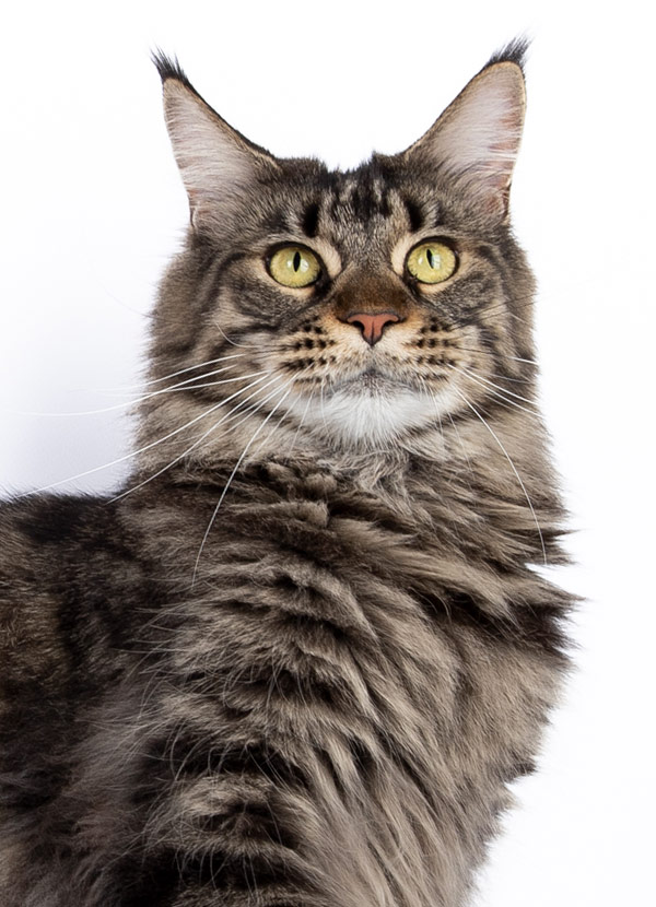 Nikomacoon's Roswell - Maine Coon femelle brown mackerel tabby - Nikomacoon's Cattery