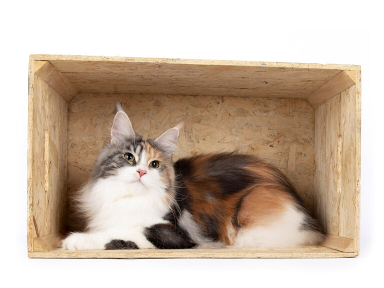 Salsa du Cocoon des Étangs - Maine Coon black tortie silver blotched tabby et blanc femelle - Nikomacoon's Cattery