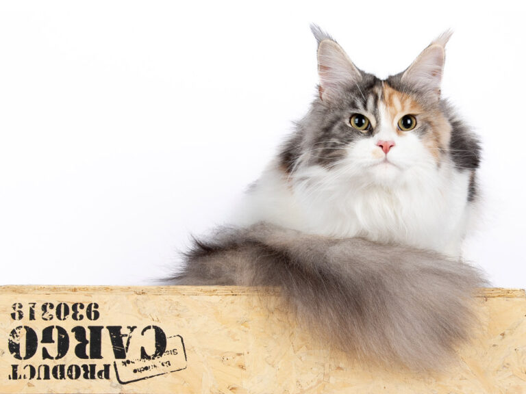 Salsa du Cocoon des Étangs - Maine Coon black tortie silver blotched tabby et blanc femelle - Nikomacoon's Cattery