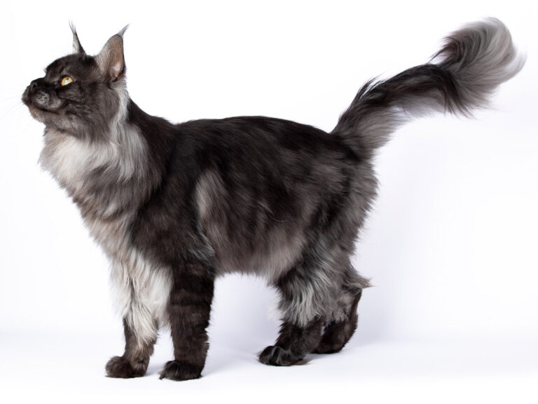 Shaggy du Cocoon des Étangs - Maine Coon black smoke mâle - Nikomacoon's Cattery