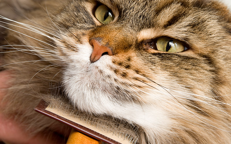 Entretien du Maine Coon : le guide complet