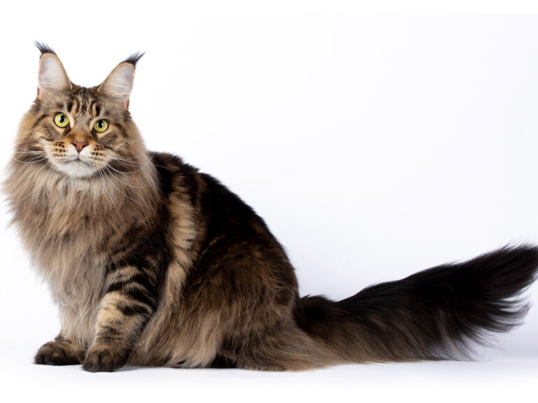 Prune des Lia Coon's - Maine Coon brown blotched tabby femelle - Nikomacoon's Cattery