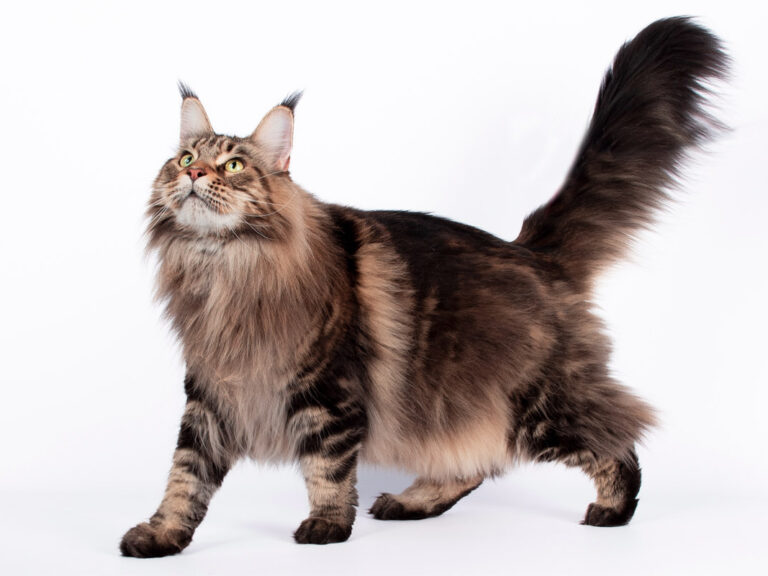 Prune des Lia Coon's - Maine Coon brown blotched tabby femelle - Nikomacoon's Cattery