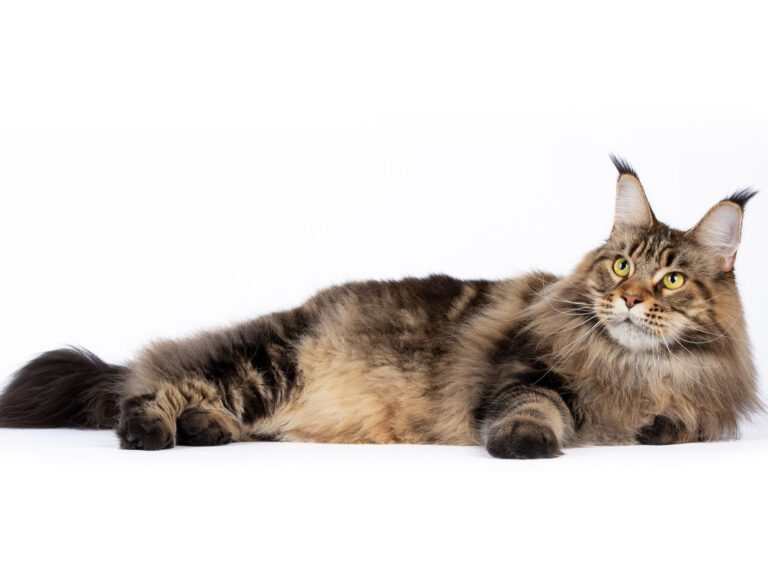 Prune des Lia Coon's - Maine Coon brown blotched tabby femelle - Nikomacoon's Cattery