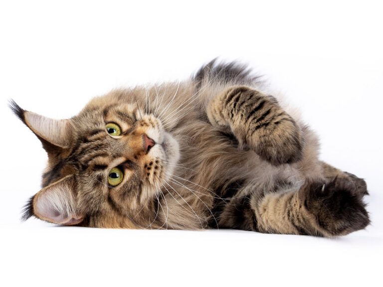 Prune des Lia Coon's - Maine Coon brown blotched tabby femelle - Nikomacoon's Cattery