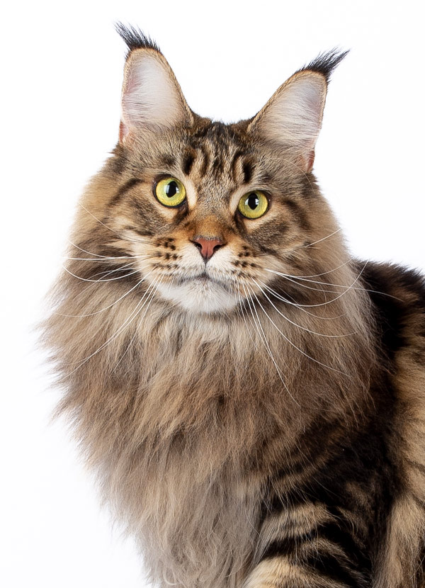 Prune des Lia Coon's - Maine Coon brown blotched tabby femelle - Nikomacoon's Cattery