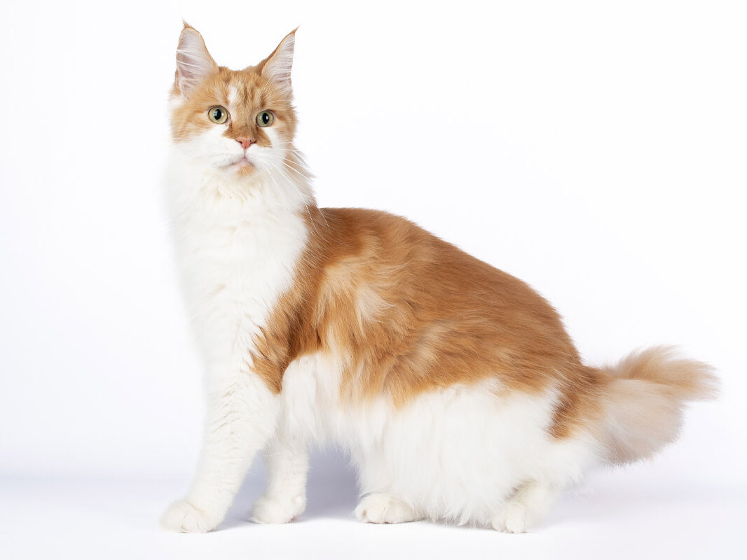 Pinchuk Oda Maine coon femelle roux et blanc bicolore Nikomacoon's