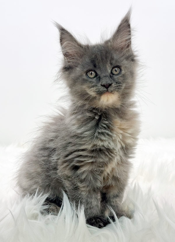 Nikomacoons Taia - chaton maine coon femelle - bleu tortie smoke - 2 mois - nikomacoons-cattery