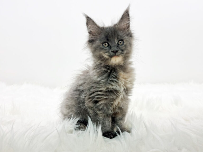 Nikomacoons Taia - chaton maine coon femelle - bleu tortie smoke - 2 mois - nikomacoons-cattery