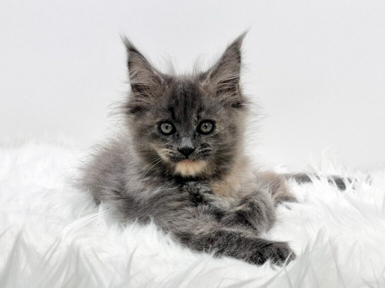 Nikomacoons Taia - chaton maine coon femelle - bleu tortie smoke - 2 mois - nikomacoons-cattery