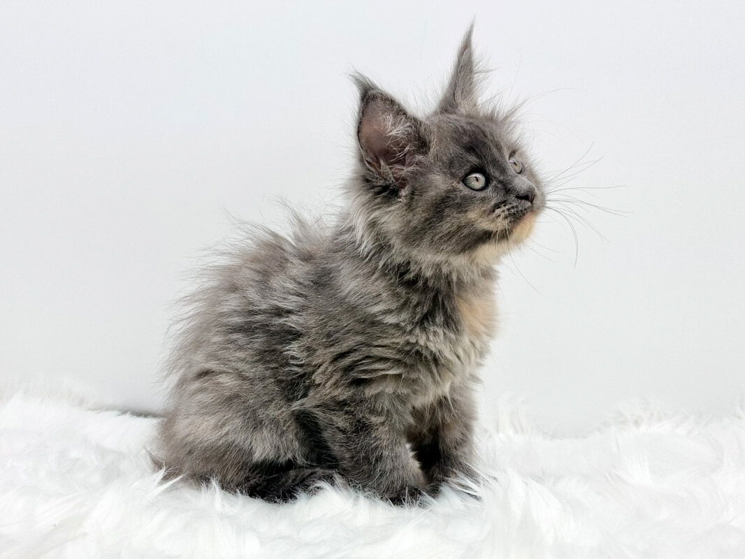 Nikomacoon