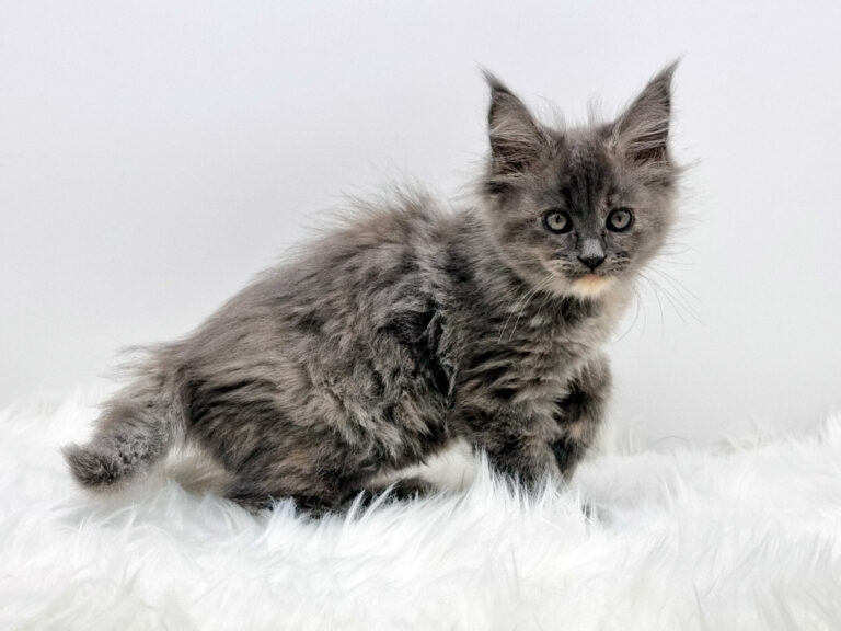 Nikomacoons Taia - chaton maine coon femelle - bleu tortie smoke - 2 mois - nikomacoons-cattery