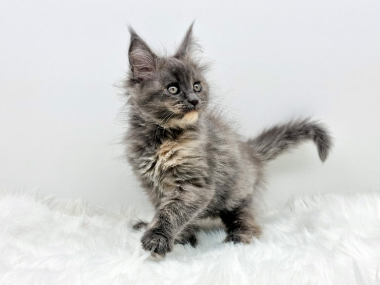 Nikomacoons Taia - chaton maine coon femelle - bleu tortie smoke - 2 mois - nikomacoons-cattery