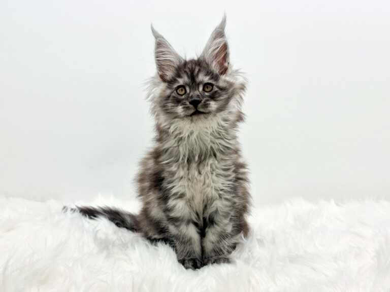 Nikomacoons Taos - chaton maine coon male - black smoke - 2 mois - nikomacoons-cattery