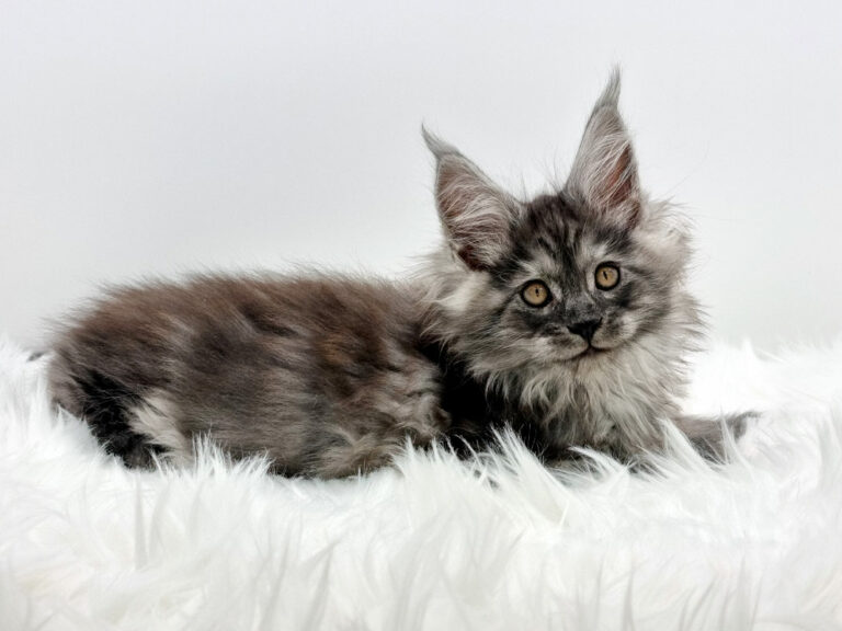 Nikomacoons Taos - chaton maine coon male - black smoke - 2 mois - nikomacoons-cattery