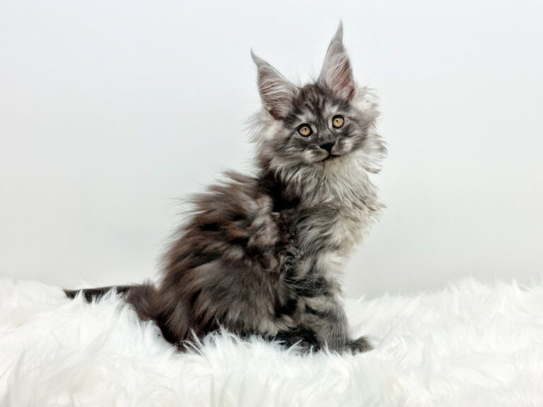 Nikomacoons Taos - chaton maine coon male - black smoke - 2 mois - nikomacoons-cattery