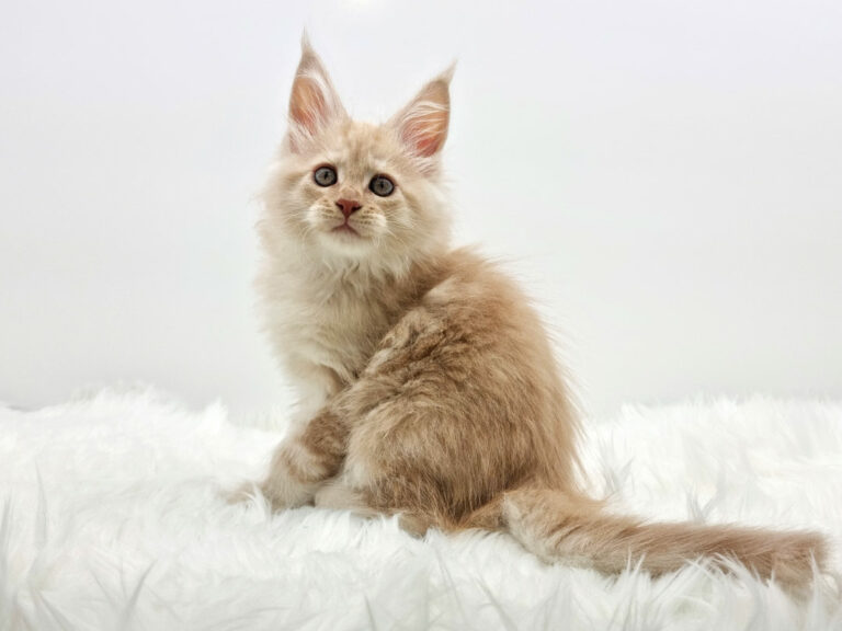 Nikomacoons Thales - chaton maine coon male - red smoke - 2 mois - nikomacoons-cattery