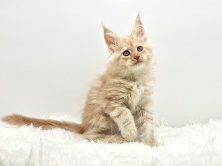 Nikomacoons Thales - chaton maine coon male - red smoke - 2 mois - nikomacoons-cattery