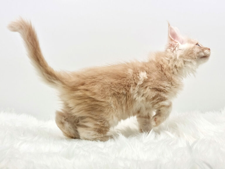 Nikomacoons Thales - chaton maine coon male - red smoke - 2 mois - nikomacoons-cattery