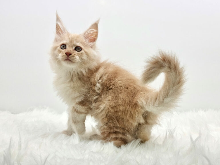 Nikomacoons Thales - chaton maine coon male - red smoke - 2 mois - nikomacoons-cattery