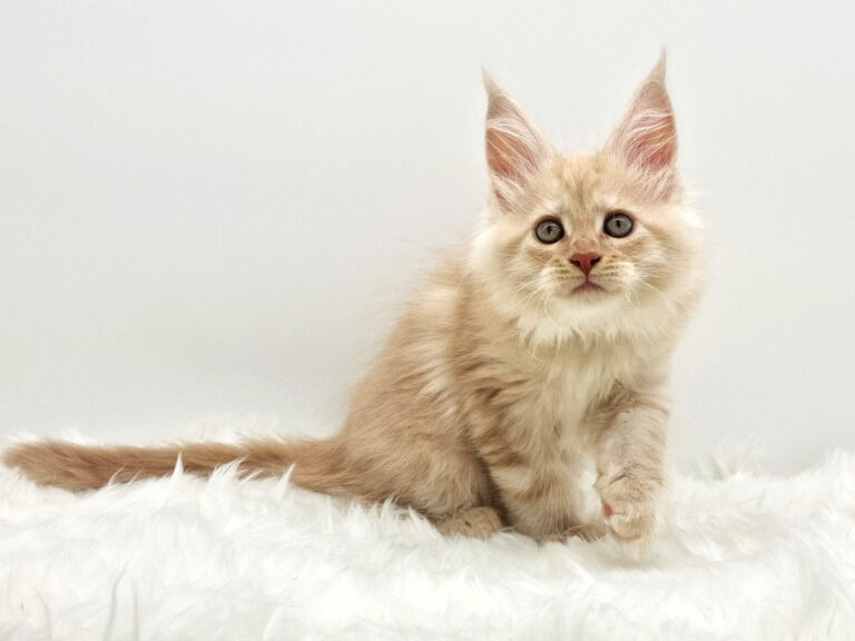 Nikomacoons Thales - chaton maine coon male - red smoke - 2 mois - nikomacoons-cattery