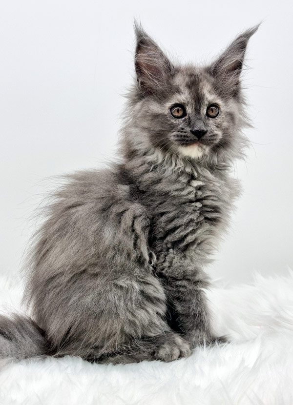 Nikomacoons Thalie - chaton maine coon femelle - bleu tortie smoke - 2 mois - nikomacoons-cattery