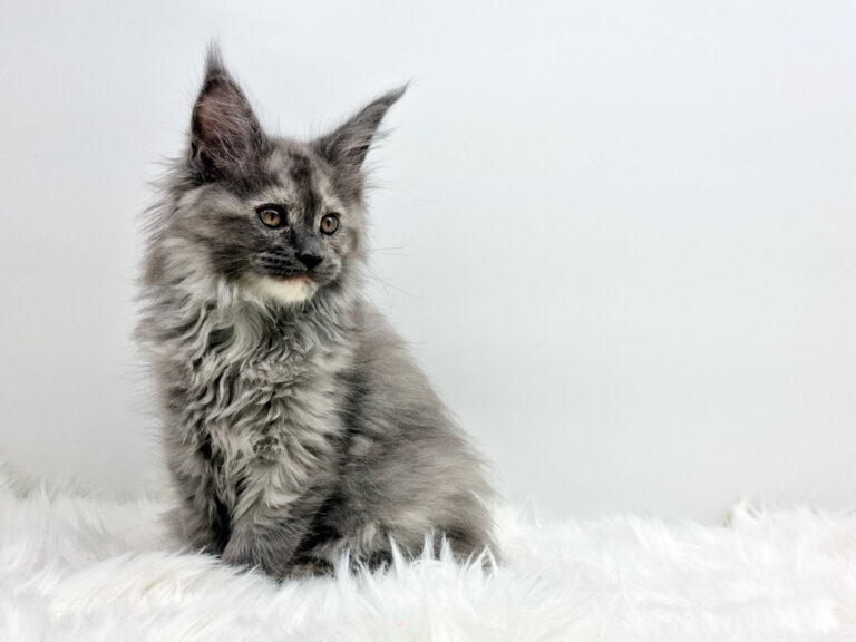 Nikomacoons Thalie - chaton maine coon femelle - bleu tortie smoke - 2 mois - nikomacoons-cattery