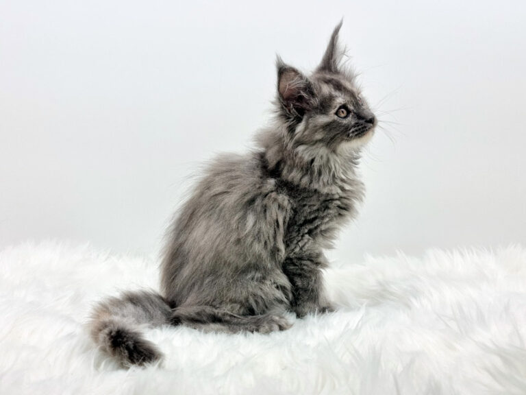 Nikomacoons Thalie - chaton maine coon femelle - bleu tortie smoke - 2 mois - nikomacoons-cattery