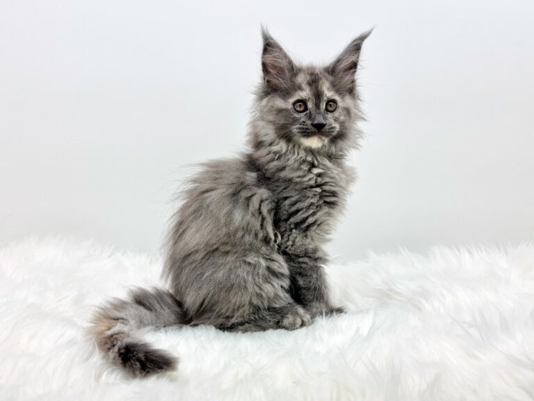 Nikomacoons Thalie - chaton maine coon femelle - bleu tortie smoke - 2 mois - nikomacoons-cattery