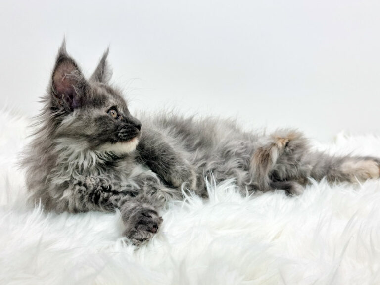 Nikomacoon