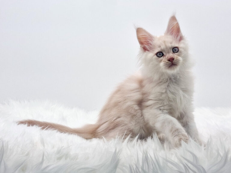 Nikomacoons Thanatos - chaton maine coon male - creme smoke - 2 mois - nikomacoons-cattery