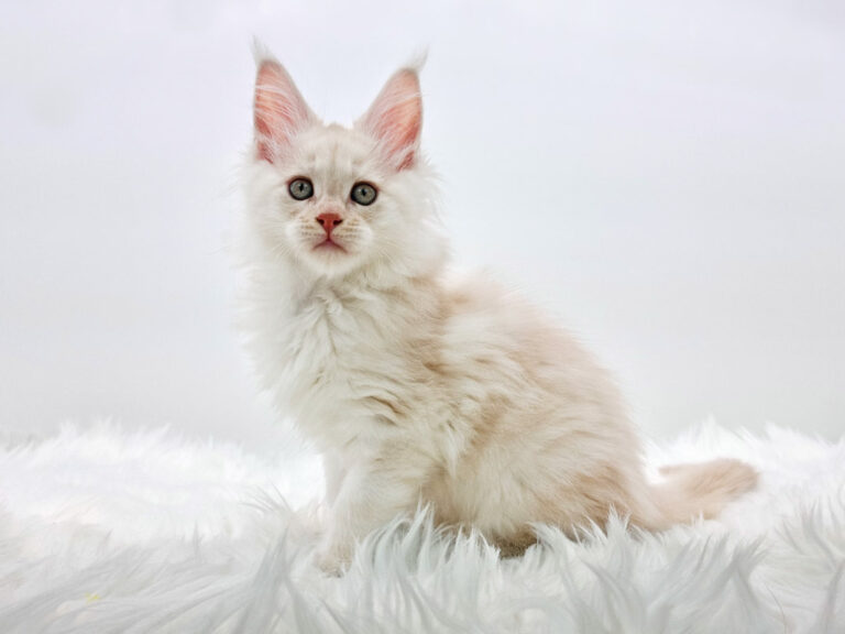 Nikomacoons Thanatos - chaton maine coon male - creme smoke - 2 mois - nikomacoons-cattery