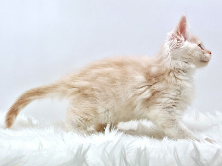 Nikomacoons Thanatos - chaton maine coon male - creme smoke - 2 mois - nikomacoons-cattery