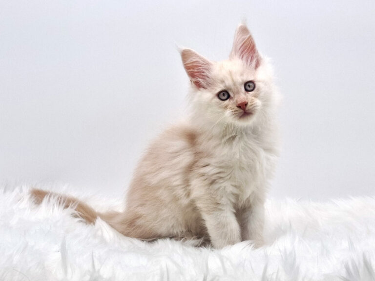 Nikomacoons Thanatos - chaton maine coon male - creme smoke - 2 mois - nikomacoons-cattery