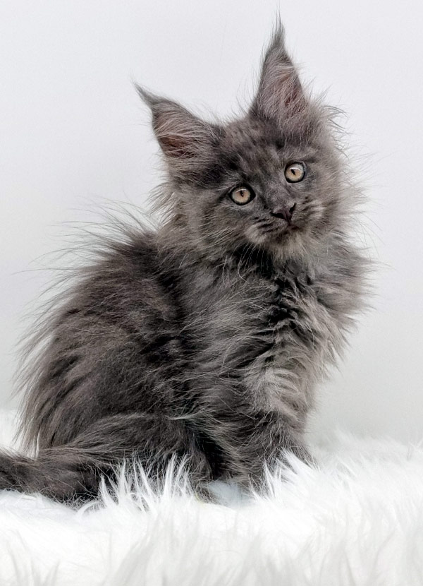 Nikomacoons Thanos - chaton maine coon male - bleu smoke - 2 mois - nikomacoons-cattery