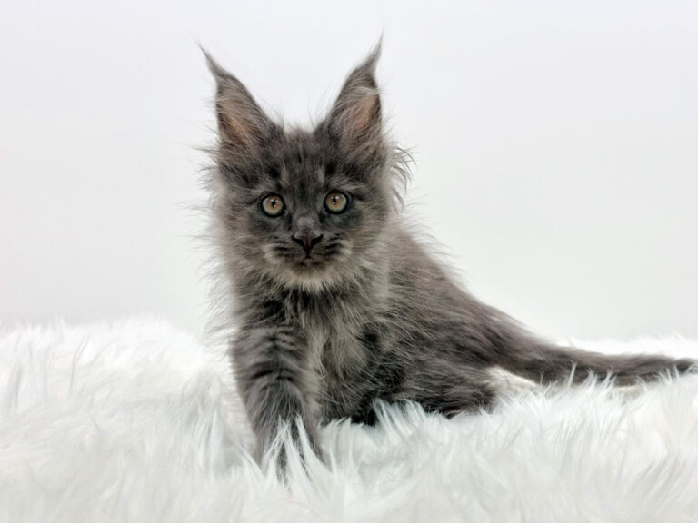 Nikomacoons Thanos - chaton maine coon male - bleu smoke - 2 mois - nikomacoons-cattery