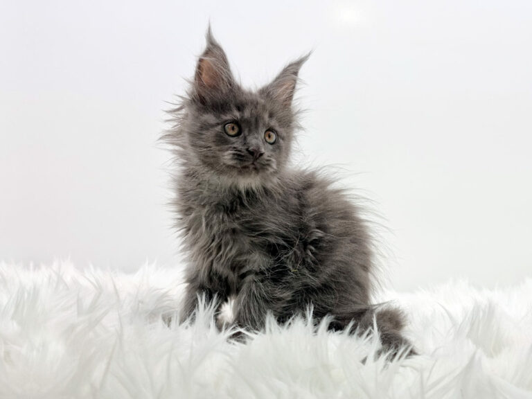 Nikomacoons Thanos - chaton maine coon male - bleu smoke - 2 mois - nikomacoons-cattery