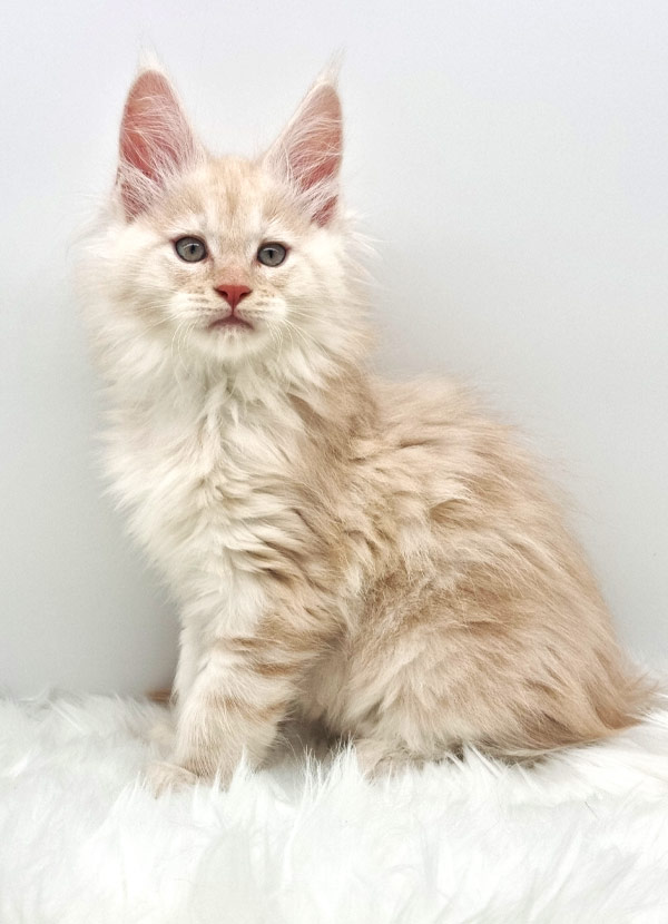 Nikomacoons Thetys - chaton maine coon male - red smoke - 2 mois - nikomacoons-cattery