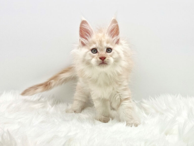 Nikomacoons Thetys - chaton maine coon male - red smoke - 2 mois - nikomacoons-cattery