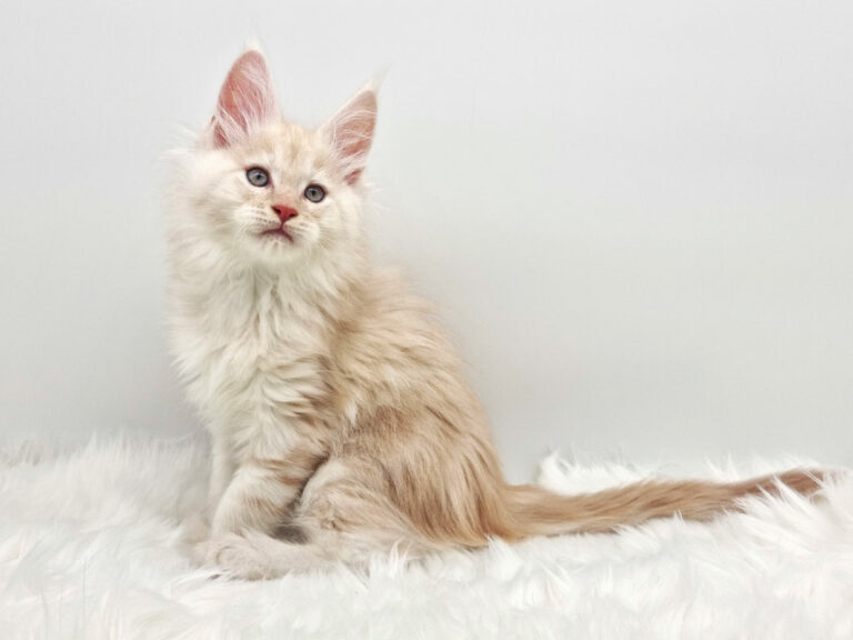 Nikomacoons Thetys - chaton maine coon male - red smoke - 2 mois - nikomacoons-cattery
