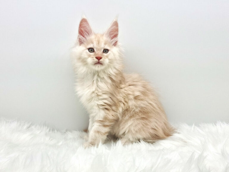 Nikomacoons Thetys - chaton maine coon male - red smoke - 2 mois - nikomacoons-cattery