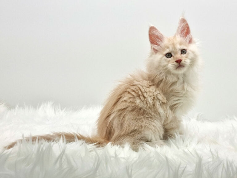Nikomacoons Thetys - chaton maine coon male - red smoke - 2 mois - nikomacoons-cattery