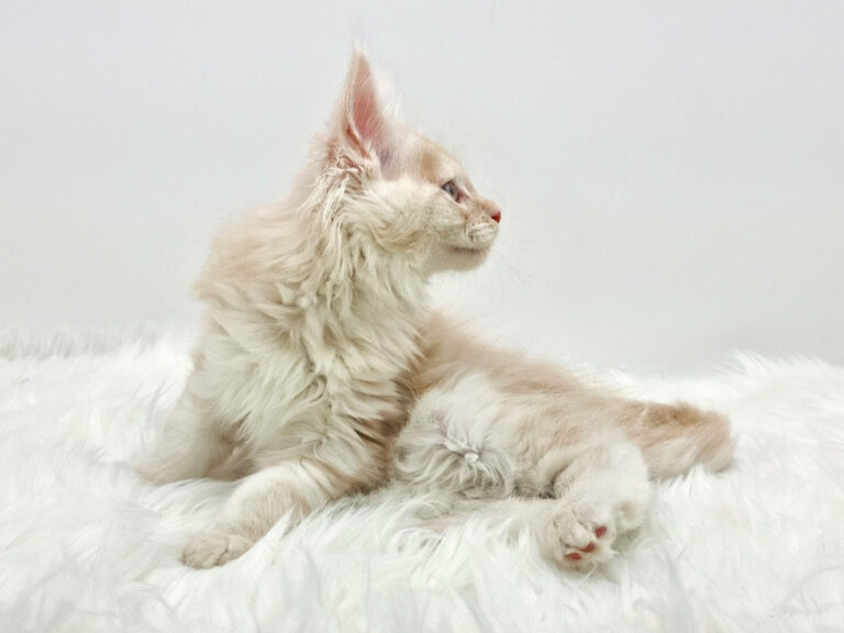 Nikomacoons Thetys - chaton maine coon male - red smoke - 2 mois - nikomacoons-cattery