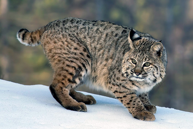 Bobcat