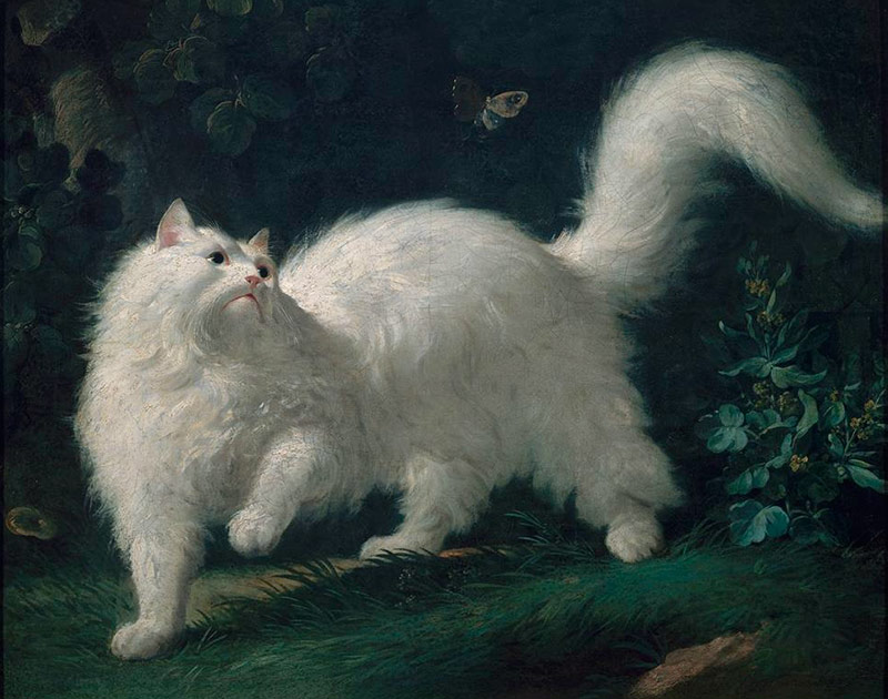 Chat angora blanc