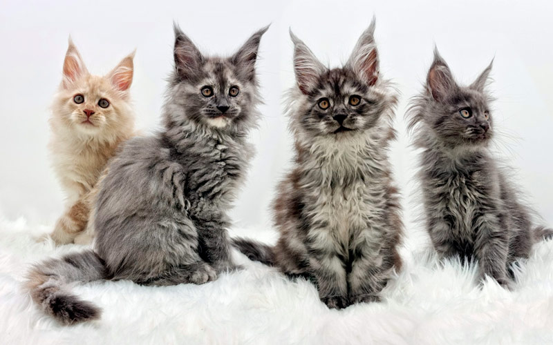 Chatons Maine Coon – Portée Tabucchi 2022 Chatons Maine Coon - Portée Tabucchi 2022