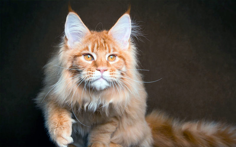 Tout savoir sur le Maine Coon Tout savoir sur le Maine Coon
