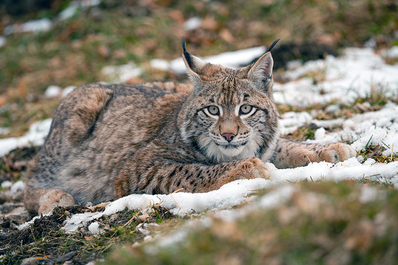 Lynx