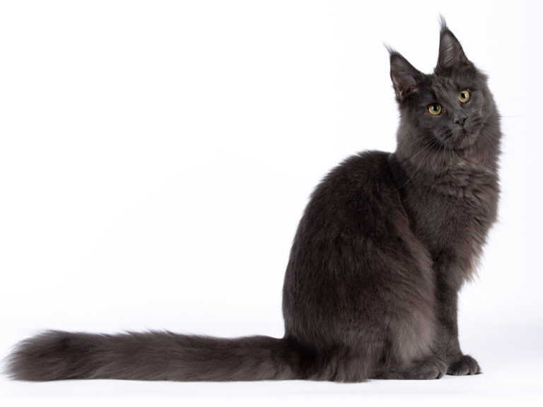 nikomacoons cattery - maine coon femelle bleu solide - Afgan pl