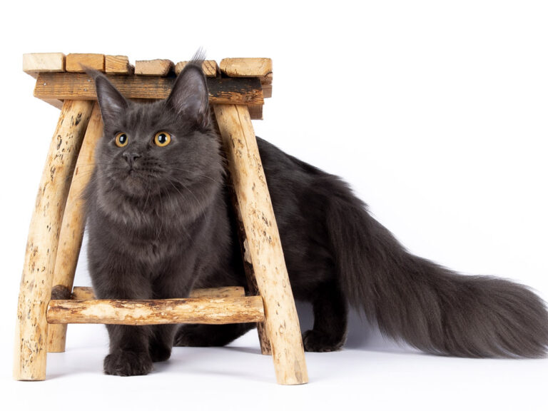 nikomacoons cattery - maine coon femelle bleu solide - tosha des wolf mainecoons